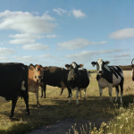 dairy cows in paddock